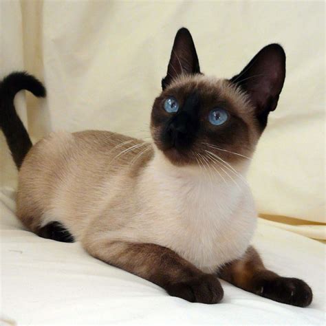 Seal Point Traditional Siamese -- wow, such bright blue eyes | Gorgeous cats, Pretty cats, Cats