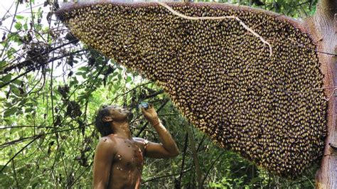 How To Harvest Honey Honey Harvesting Techniques Primitive Honey ...