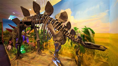 National Dinosaur Museum : Nicholls - Visites & Activités | Expedia.fr