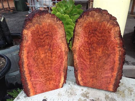 The Mysterious Live Burl! - Redwood Burl Inc.