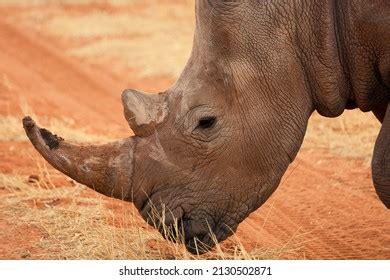 Rhino Eating Grass Kalahari Desert Namibia Stock Photo (Edit Now ...