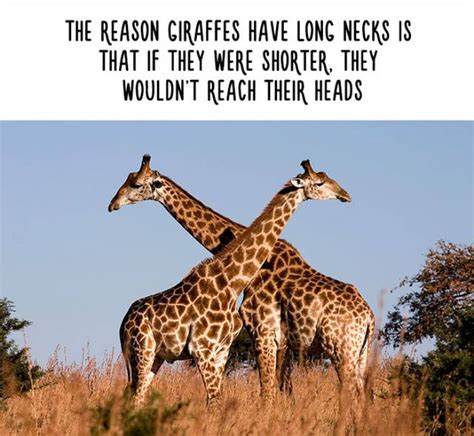 Funny Facts That Will Change The Way You See Animals (48 pics)