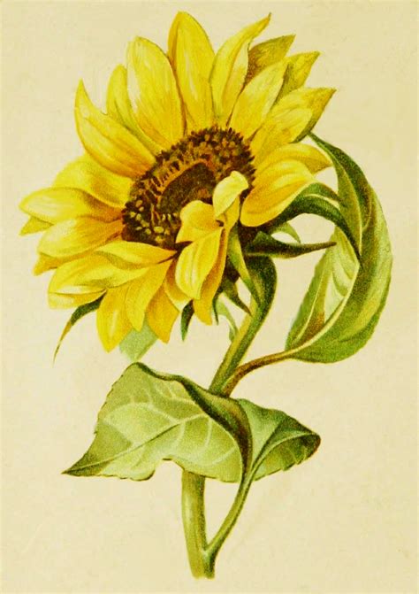 Sunflower Sketches, Sunflower Illustration, Sunflower Drawing, Sunflower Canvas, Sunflower ...