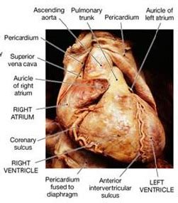 Interventricular Sulcus And Septum