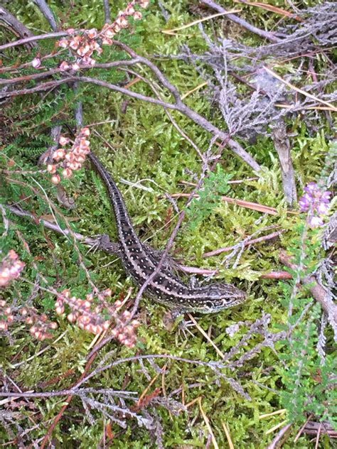 Sand Lizard - Thames Basin Heaths