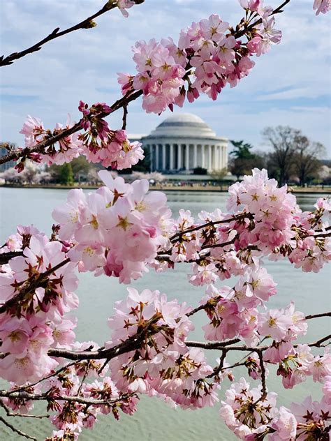 Cherry blossoms are in bloom at the Tidal Basin : pics