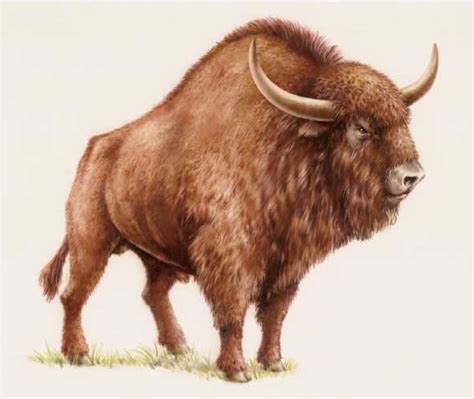 For Sale: A Bison's Skull Straight From the Ice Age - Atlas Obscura