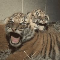 Yawning Tiger GIFs - Find & Share on GIPHY