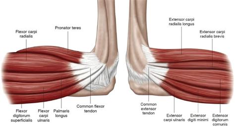 Elbow Tendon Anatomy Diagram