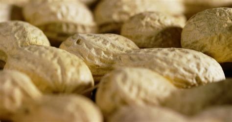 Peanuts in shells image - Free stock photo - Public Domain photo - CC0 ...
