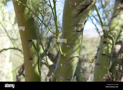 A close up of the green bark of a desert willow tree in Arizona Stock Photo - Alamy