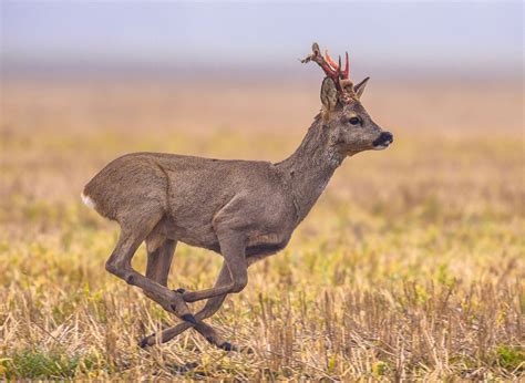 Antler | anatomy | Britannica