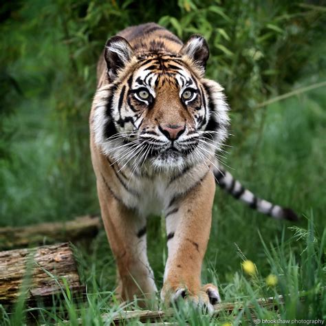 brookshaw photography — A beautiful female Sumatran Tiger named Puna at...