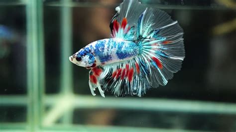 Beautiful Rainbow Peacock Betta Fish