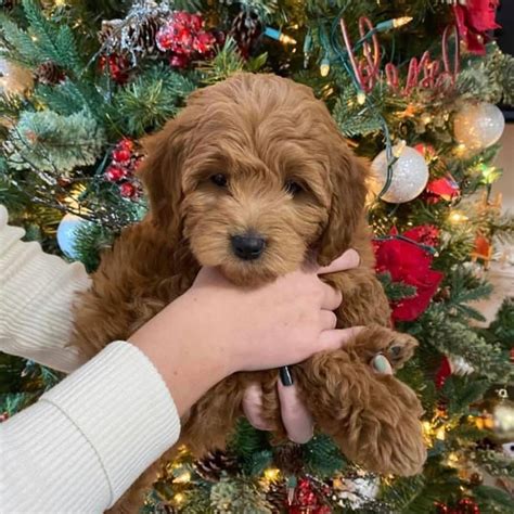 Teacup Goldendoodle (8 -13 lbs Full Grown) - Goldendoodle Puppies - Golden Snuggle Doodles ...