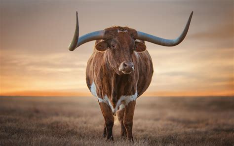 Texas Longhorn Wallpapers - Top Free Texas Longhorn Backgrounds ...