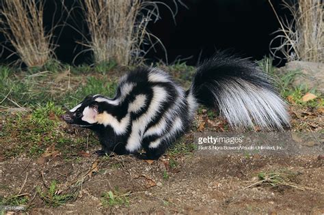 Western Spotted Skunk | Animals Wiki | Fandom