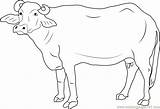 Bubalus Bubalis Coloring Page For Kids  Free Buffalo Printable sketch template