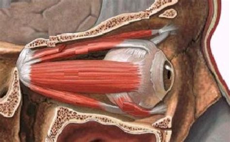 Extrinsic Eye Muscles Diagram | Quizlet