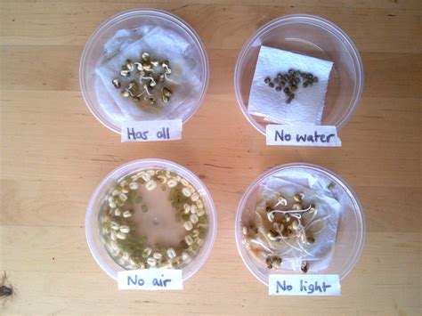 What Do Plants Need To Grow Experiment