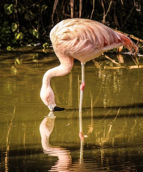 Flamingo Wading Bird Pink Feathers · Free photo on Pixabay