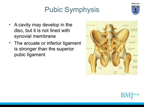 Anatomy of pubic symphysis and sacroiliac joint (www.Am-medicine.com)