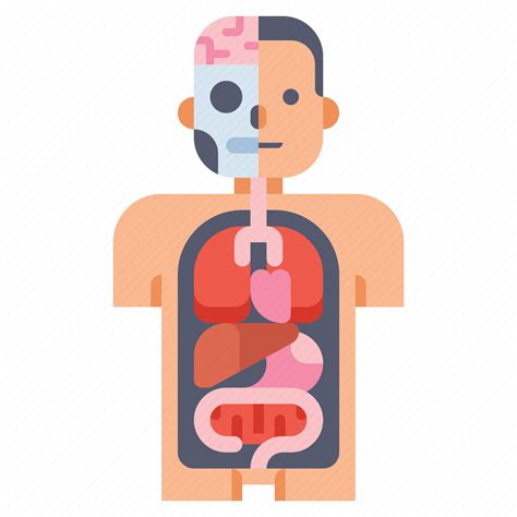 Anatomy, body, health, medical icon - Download on Iconfinder