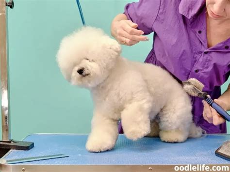 Bichon Frise Vs Poodle [Breed Comparison + Photos] - Oodle Life