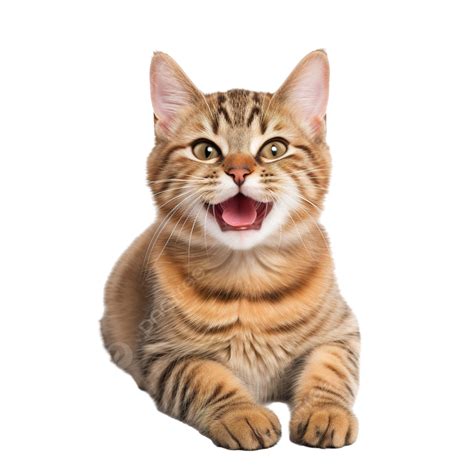 Happy Cat Transparent Background 18249188 PNG, 48% OFF