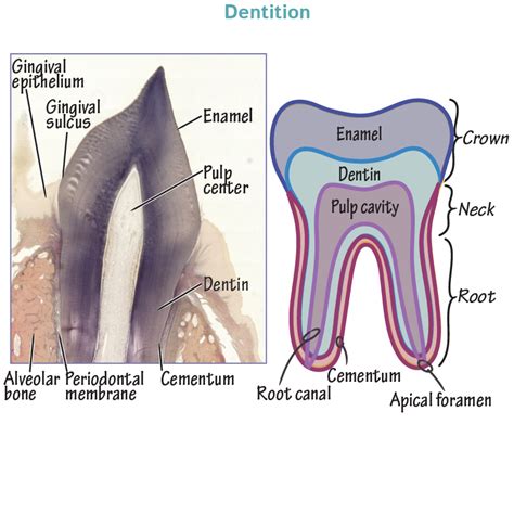 Histology Glossary: Tooth Anatomy & Histology | Draw It to Know It