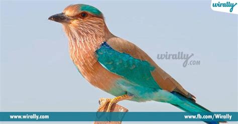 Why Dussehra Ends With The Dharshan Of Palapitta (Blue Jay Bird) ? - Wirally