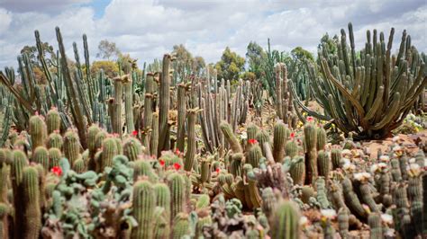 Cactus Country, Attraction, The Murray, Victoria, Australia