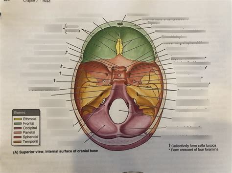 Superior view, internal surface of cranial base Diagram | Quizlet