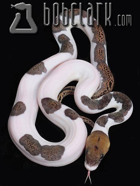 Reptile Facts - And another Piebald Reticulated Python, this time...