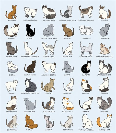 Pin by Дарья on DaryArt | Cat breeds chart, Cats illustration, Cat breeds