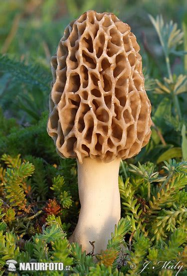 Yellow Morel Mushroom Photos, Yellow Morel Images, Nature Wildlife Pictures | NaturePhoto