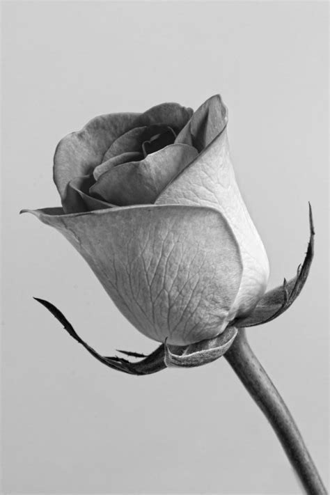 rose in grey scale photo free image | Peakpx