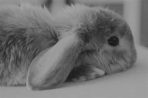 Little bunny sleeping | Cute baby bunnies, Baby animals, Cute animals
