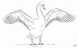 Swans Coloring Pages  Home sketch template