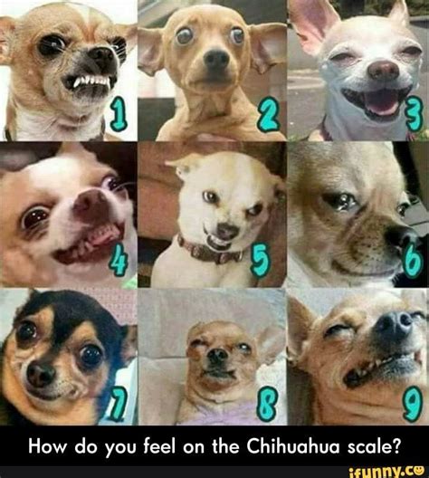 based on this dog scale how do you feel today - Google Search | How are you feeling, Funny ...
