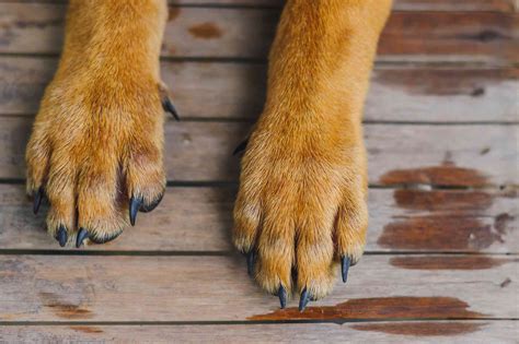 18 Things You Didn't Know About Dog Paws