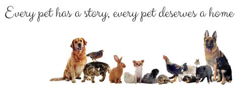 Pet Re-homing | Dog and Cat Adoptions | Pet Taxi Transportation ...