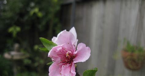 Growing A Garden In Davis: My Fruit Trees in a Small Space and a Contest