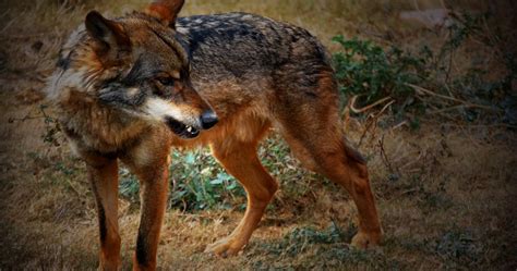 Animales En Peligro De Extinción: Lobo Iberico