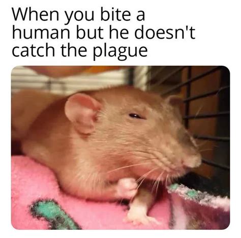 oop : r/RATS