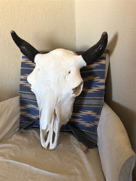 Cow Bison Skull - Euro Mount - Taxidermy - CouesWhitetail.com Discussion forum