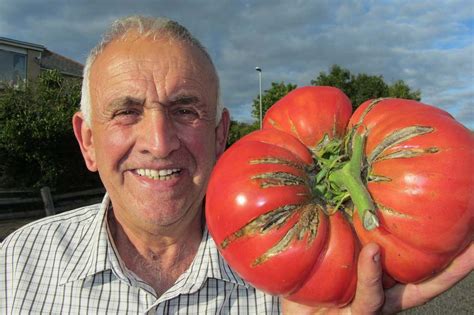 Biggest tomato at a giant vegetable show in Carmarthen Growing Gardens, Farm Gardens, Exotic ...