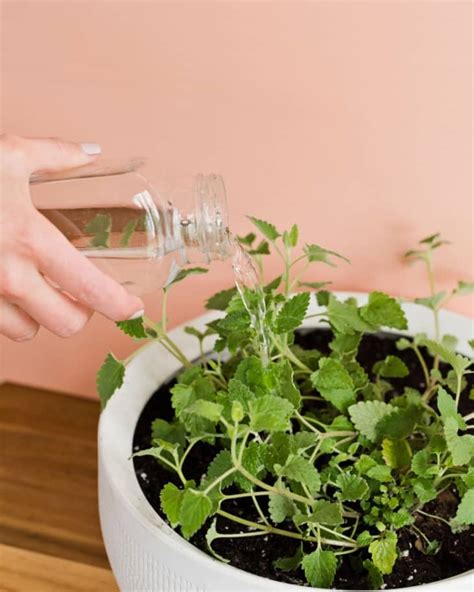 Catnip Plant Care - How to Grow Catnip Indoors | Apartment Therapy