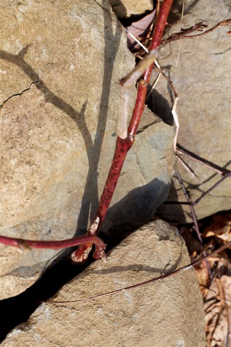 Free Images : branch, wood, adventure, soil, rock climbing, sports, outdoor recreation, sport ...