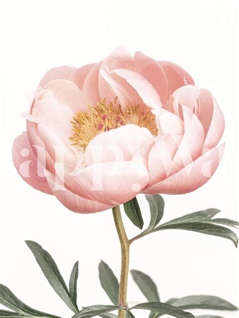 Coral Peony Wallpaper | Happywall